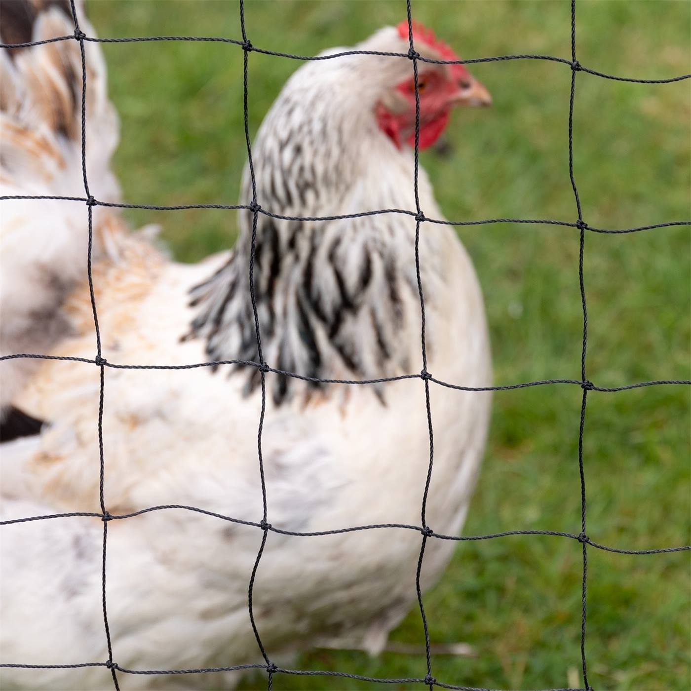 Une poule blanche et noire se tient sur l'herbe derrière un filet de protection pour volailles VOSS.farming, filet pour étang, filet pour volière, filet de protection pour rapaces (10x5m, noir).