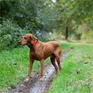 Dispositif de localisation des chiens GPS X22 de Dogtrace, lot avantageux pour 2 chiens - localisation des chiens pour la chasse, ORANGE