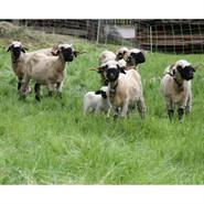 Filet pour ovins de VOSS.farming, renforts verticaux, 50 m,  90 cm, 2 pointes