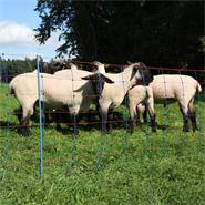 Filet de clôture électrique AKO TitanNet Premium pour ovins, 50 m, 90 cm, 14 piquets renforcés, 1 pointe, renforts verticaux, bleu-orange