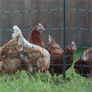Filet de clôture électrique pour les volailles PoultryNet Premium de AKO, 50 m, 106 cm, 15 piquets renforcés, 2 pointes, vert