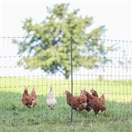 Filet de clôture électrique pour les volailles PoultryNet Premium de AKO, 25 m, 106 cm, 9 piquets renforcés, 2 pointes, vert