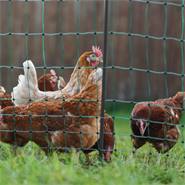 Filet de clôture pour volailles AKO PoultryNet Premium 50m, filet pour poules, 122cm, 15 piquets renforcés, 2 pointes, vert