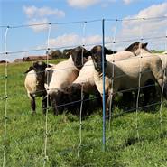 Filet pour moutons AKO TitanNet Premium Vario 50 m, protection anti-loup, 122 cm, 14 piquets renforcés, 2 pointes, bleu-blanc