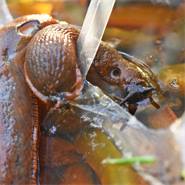 20 pièges à escargots SlugEx de VOSS.garden, pour combattre les escargots sans poison, piège à bière