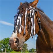 Bandeau franges anti-mouches cheval et poney, QHP, avec sous-gorge, taille pur-sang (Cob), zébré