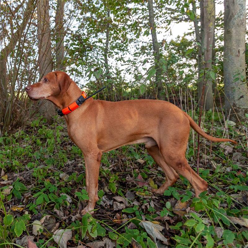 Localisateur GPS pour chiens Dogtrace Portée de 20 km avec fonction becada  boussole et clôture couleur orange.