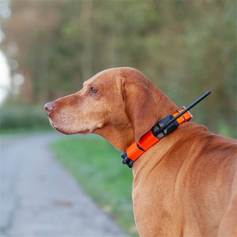 collier GPS chien sans abonnement dogtrace X20 orange