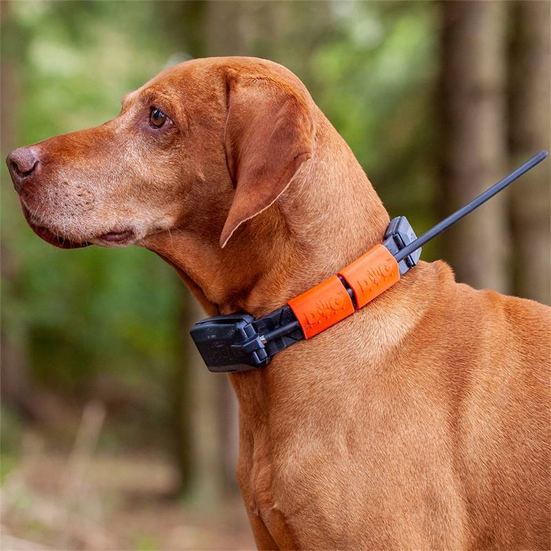 Repérage GPS pour chiens - Le-Chasseur