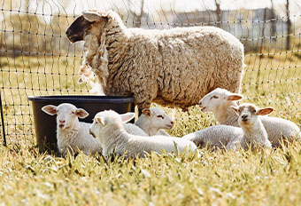 Abreuvoirs pour moutons